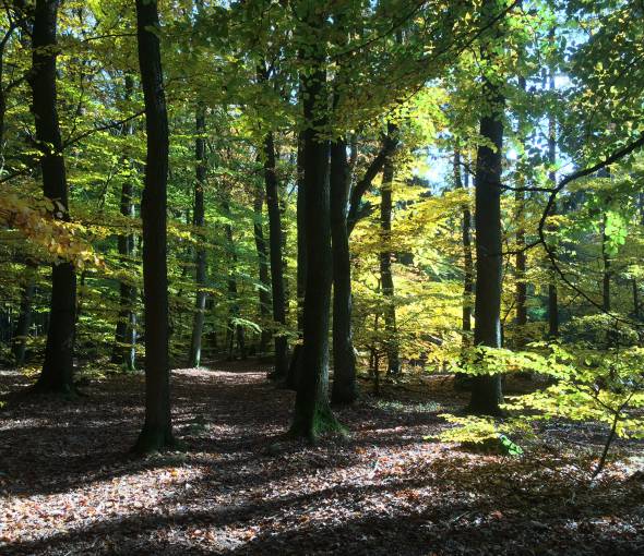 Wald im Taunus im Sommer