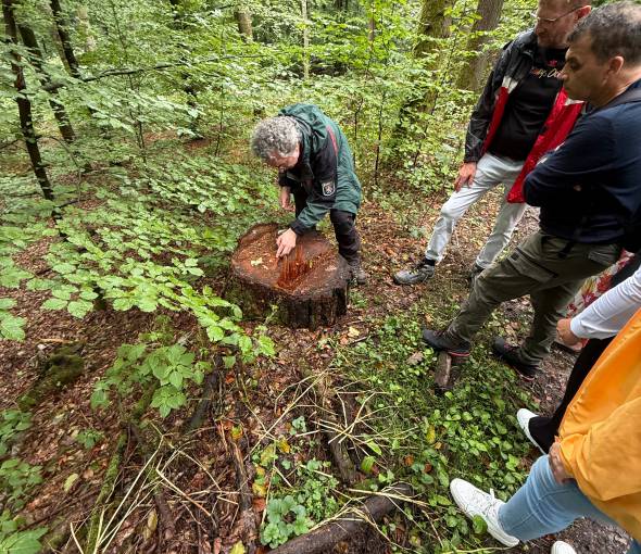 During the forest ranger hike, the forest ranger shows the participants something on a tree stump