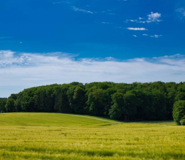 Landschaftsbild mit einer Wiese am Waldrand im Sommer