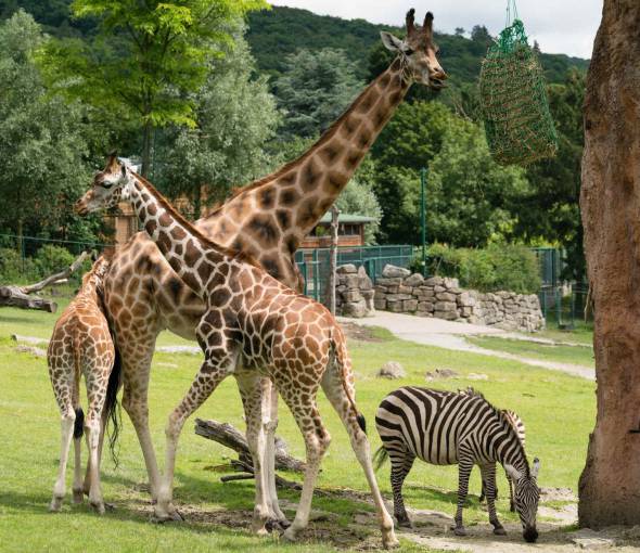 Opel-Zoo in Kronberg im Taunus