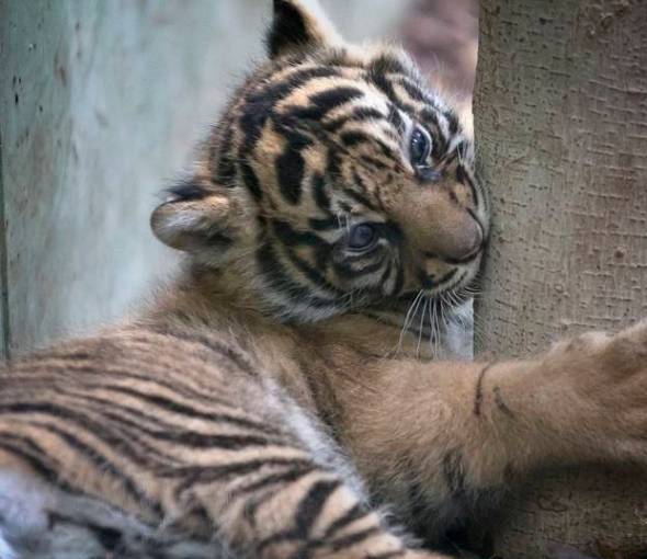 Zoo Frankfurt: Das ganze Jahr - TaunusTagungshotel