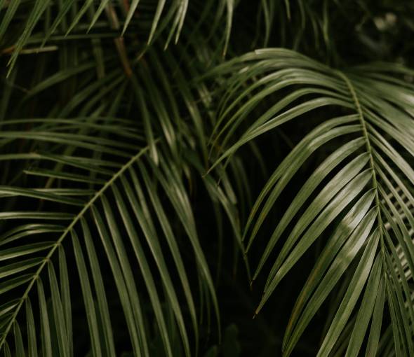 Palmengarten Frankfurt: Pflanzen aus aller Welt - TaunusTagungshotel