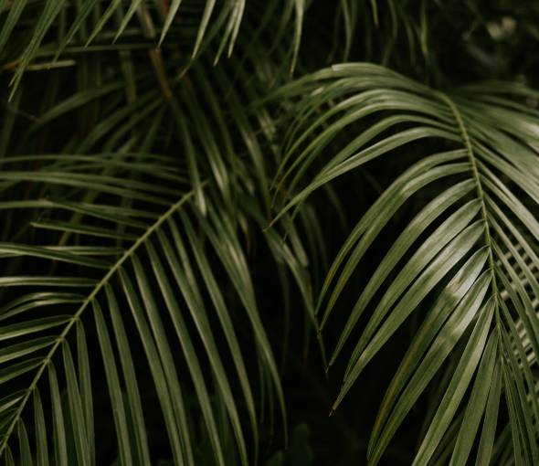 Palmengarten Frankfurt: Pflanzen aus aller Welt - TaunusTagungshotel