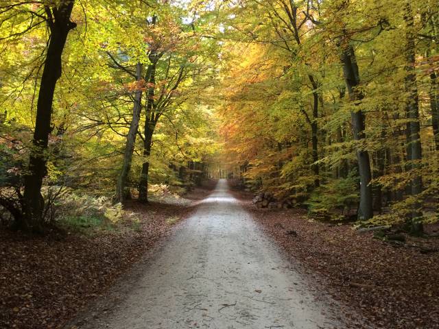 Waldweg im Taunus im Herbst