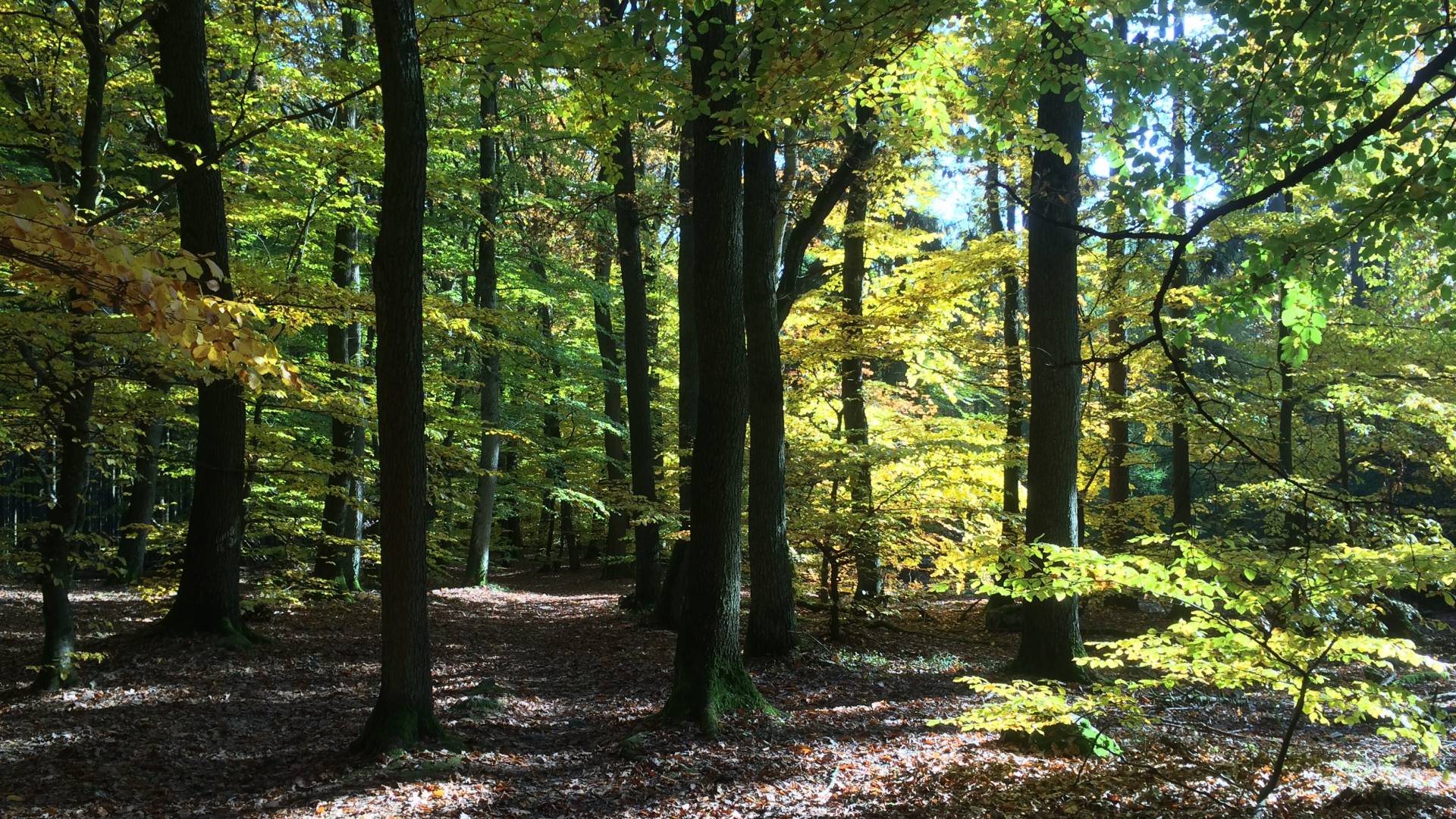 Wald im Taunus im Sommer